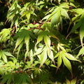 Acer palmatum 'Wakehurst Pink' Japanese Maple