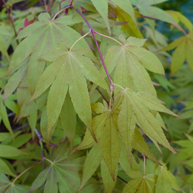 Summer Maple leaves on Acer palmatum 'Westonbirt Orange'