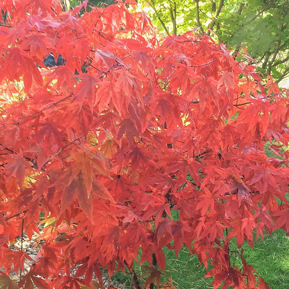 Acer palmatum 'Westonbirt Orange'