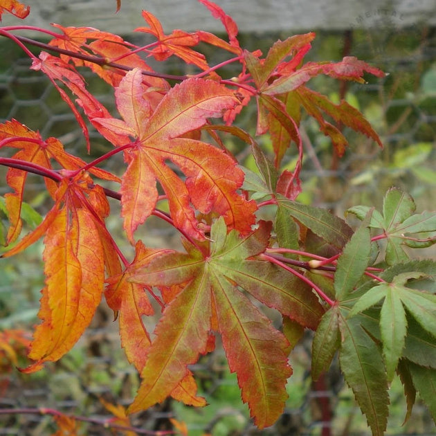 Acer palmatum 'Westonbirt Orange' Japanese Maple