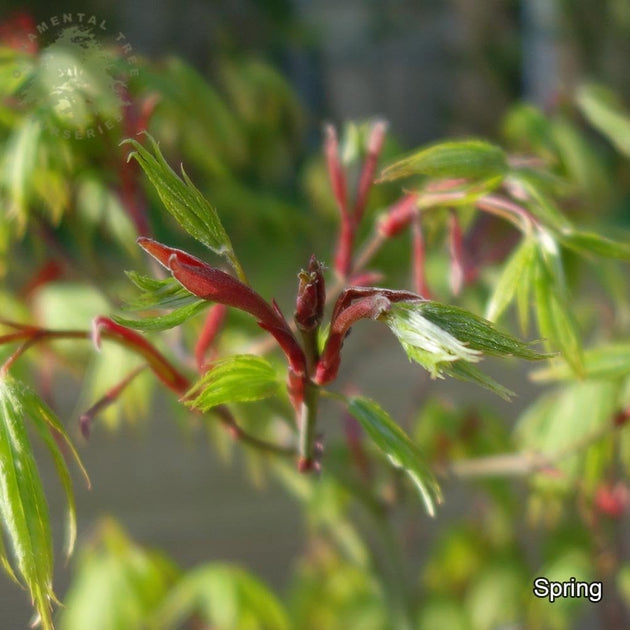 Acer palmatum 'Westonbirt Red' in spring