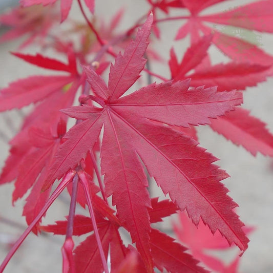 Acer palmatum 'Westonbirt Red' Japanese Maple