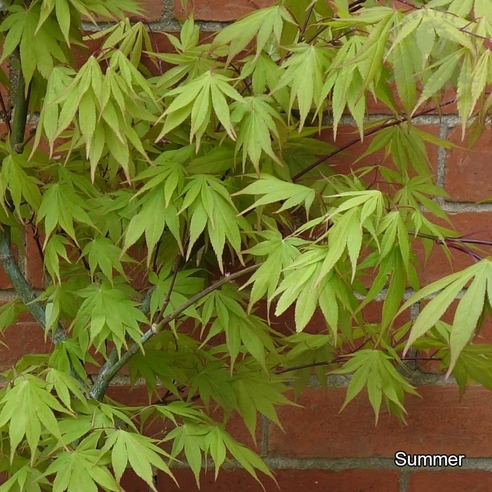 Acer palmatum 'Westonbirt Red' Japanese Maple in summer