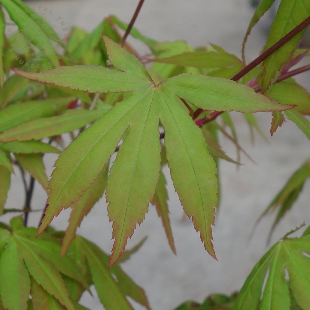 Acer palmatum 'Westonbirt Seedling' Japanese Maple