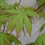 Acer palmatum 'Westonbirt Seedling' Japanese Maple