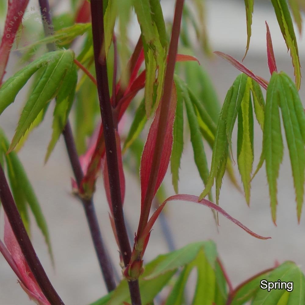 Acer palmatum 'Westonbirt Seedling' in spring