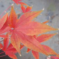 Orange autumn foliage on Acer palmatum 'Westonbirt Seedling'