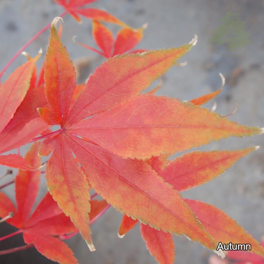 Orange autumn foliage on Acer palmatum 'Westonbirt Seedling'