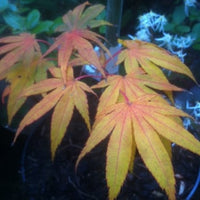 'Spreading Star' Japanese Maple autumn foliage