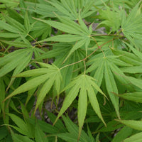 'Spreading Star' Japanese Maple summer foliage