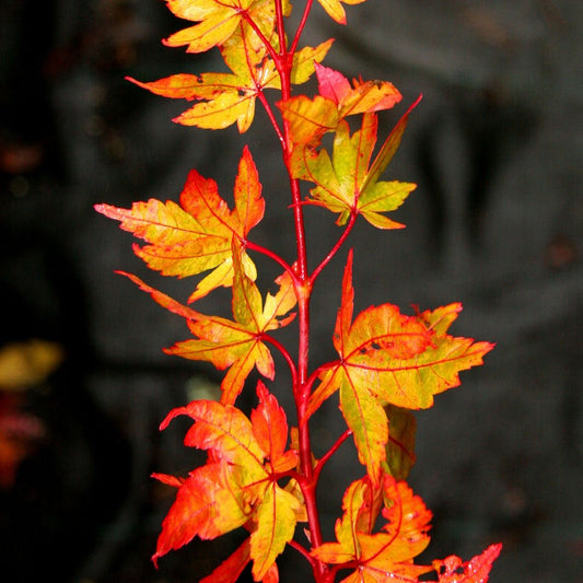 Acer palmatum 'Winter Flame' Coral Bark Maple