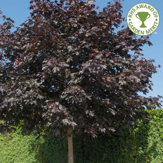 Acer platanoides 'Crimson King' Maple tree