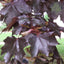 Acer platanoides 'Crimson King' purple Maple leaves