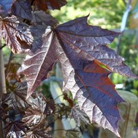 Acer 'Crimson Sentry' with Purple Maple leaves