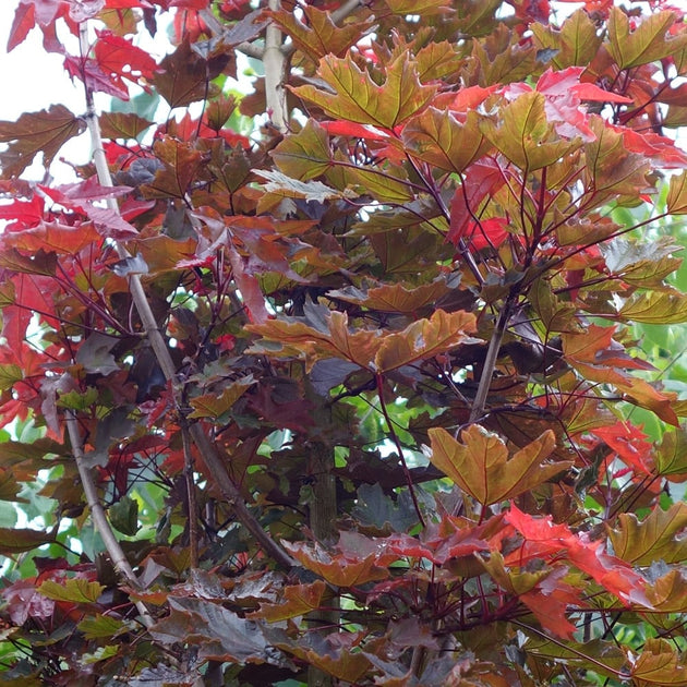 Acer platanoides 'Crimson Sentry' with red Maple leaves