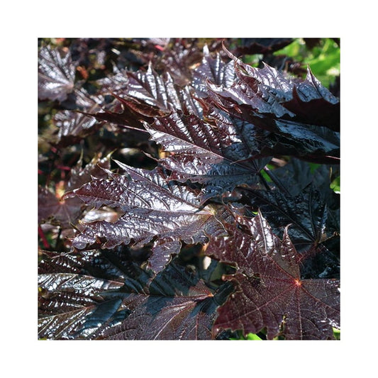 Acer platanoides 'Crimson Sentry' tree