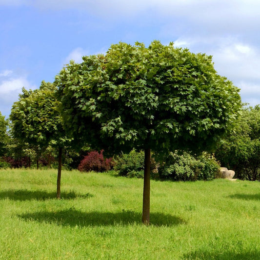 Acer platanoides Globosum Norway Maple