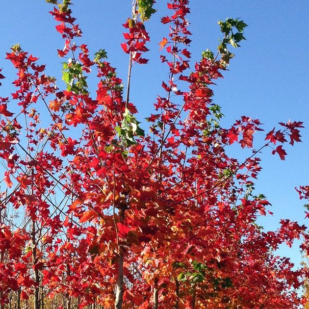 Acer platanoides 'Pacific Sunset'