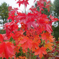 Acer platanoides 'Pacific Sunset'  Maple