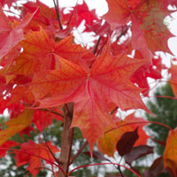 Acer Pacific Sunset autumn foliage