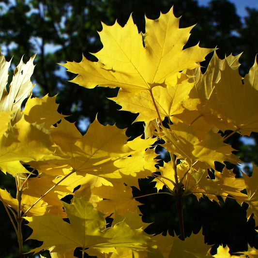 Acer platanoides Princeton Gold Norway Maple tree