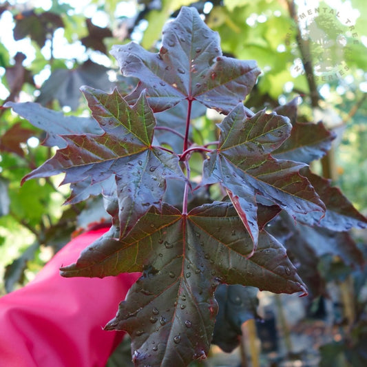 Acer platanoides 'Royal Red' Norway Maple