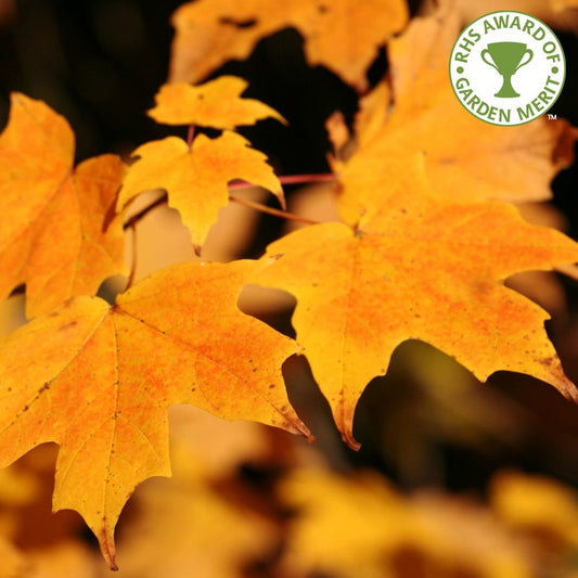 Acer platanoides Tree