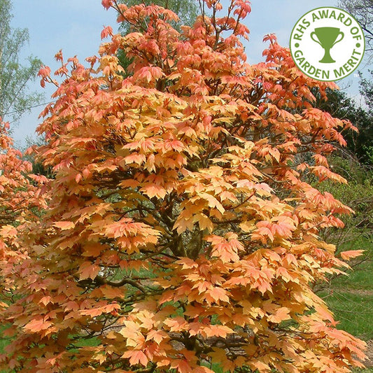 Acer pseudoplatanus 'Brilliantissimum' Tree