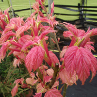 Shrimp colour foliage on Acer 'Prinz Handjery'