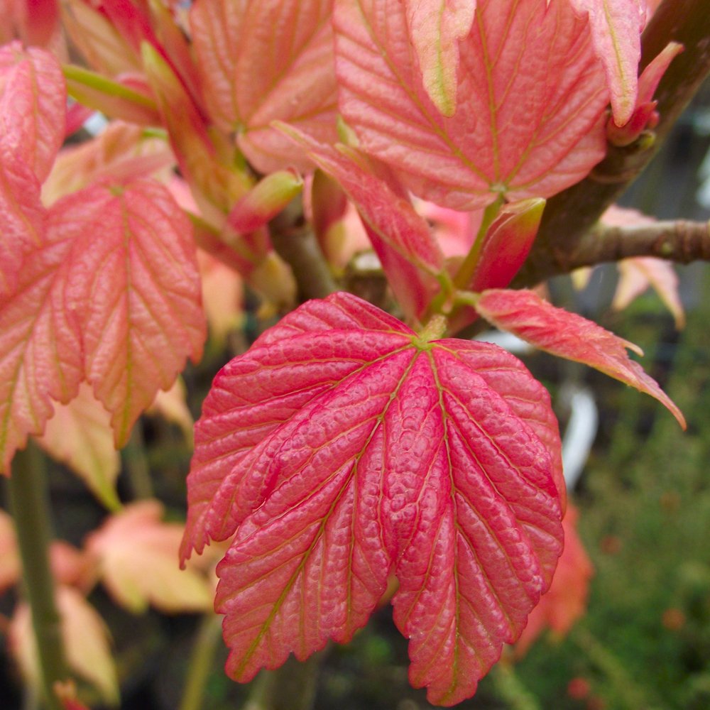 Acer pseudoplatanus 'Prinz Handjery' Maple tree