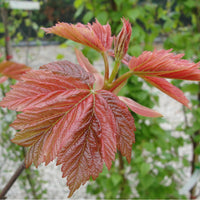 Acer pseudoplatanus 'Simon-louis Freres' young foliage