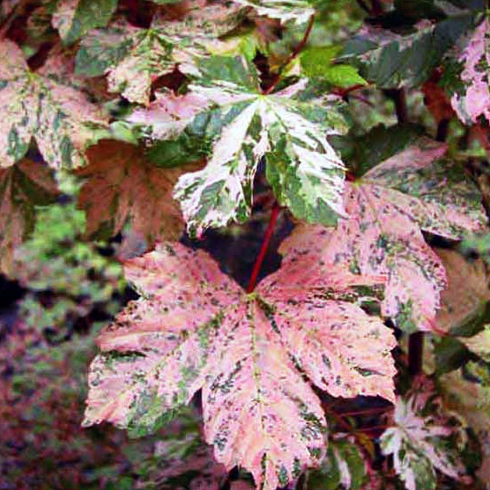 Acer pseudoplatanus 'Simon-louis Freres' Tree