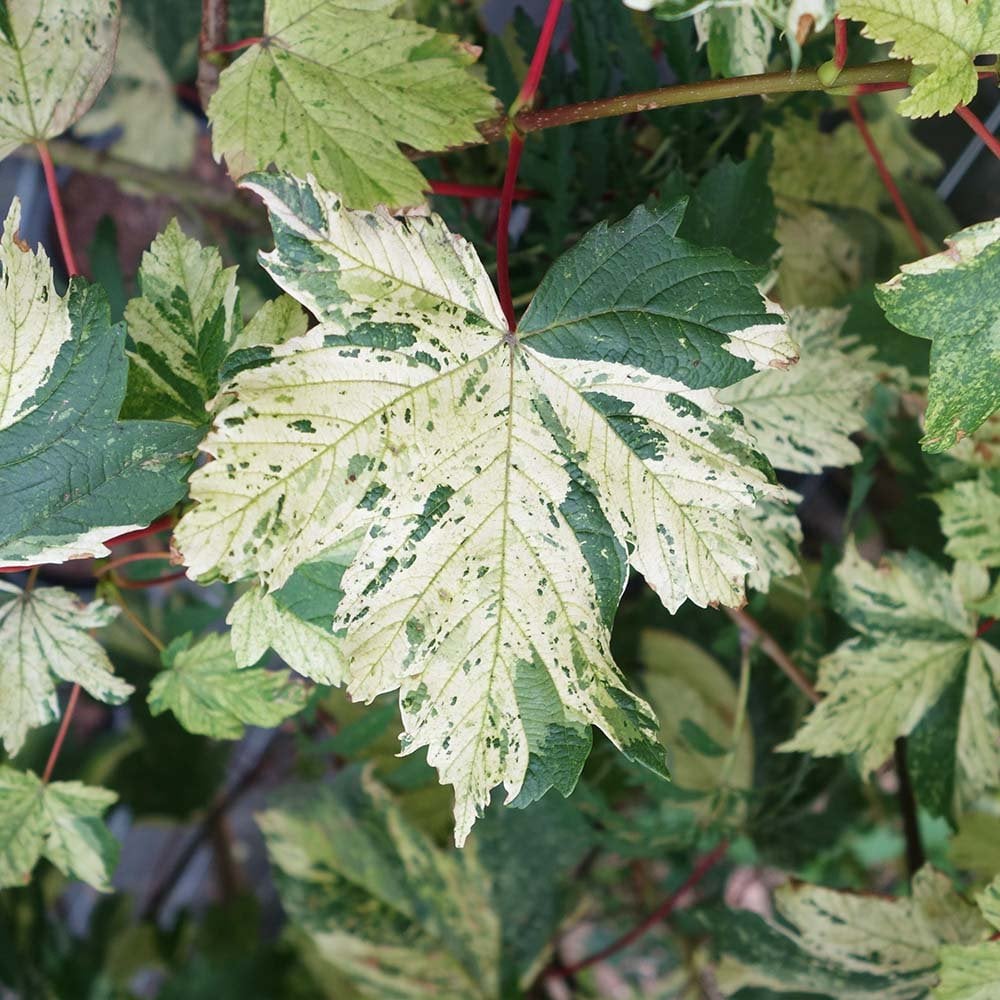 Acer pseudoplatanus 'Simon-louis Freres' variegated tree