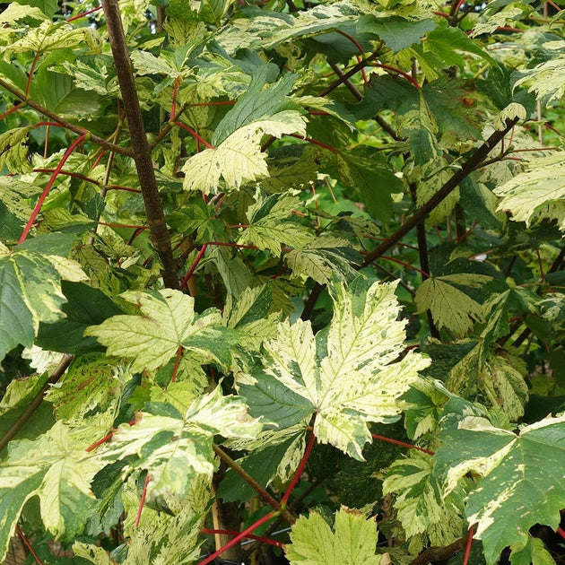 Acer pseudoplatanus 'Simon-louis Freres' Maple tree