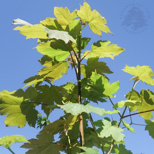 Acer pseudoplatanus