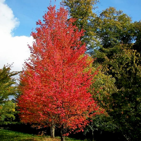 Acer rubrum 'Autumn Flame' Maple tree