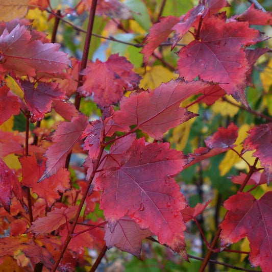 Acer rubrum 'Brandywine' Tree