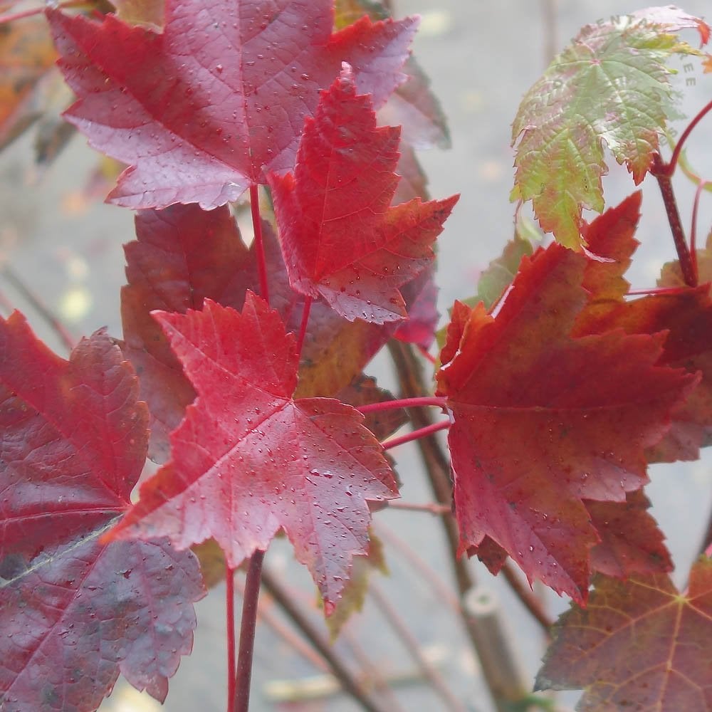 Acer rubrum 'Fairview Flame' tree