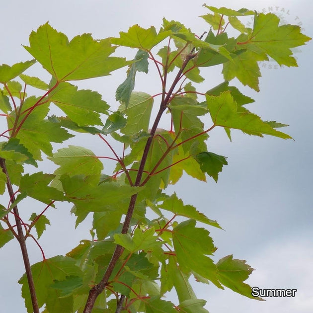 Acer rubrum 'Fairview Flame' Maple tree in summer