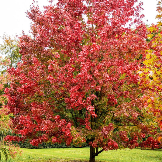 Acer rubrum 'October Glory' mature maple tree