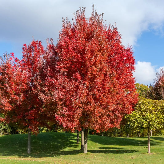 Acer rubrum Red Maple tree