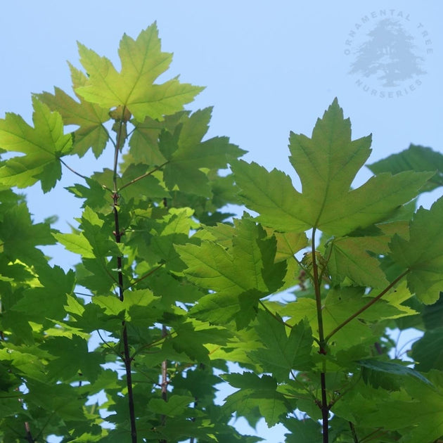 Acer rubrum 'Redpointe'