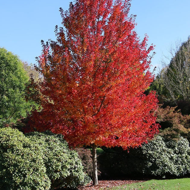 Acer rubrum Redpointe Maple tree