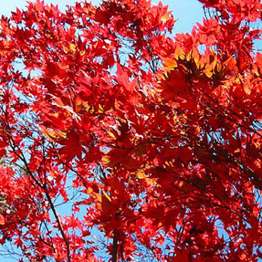 Acer rubrum 'Sun Valley' Scarlet Maple tree