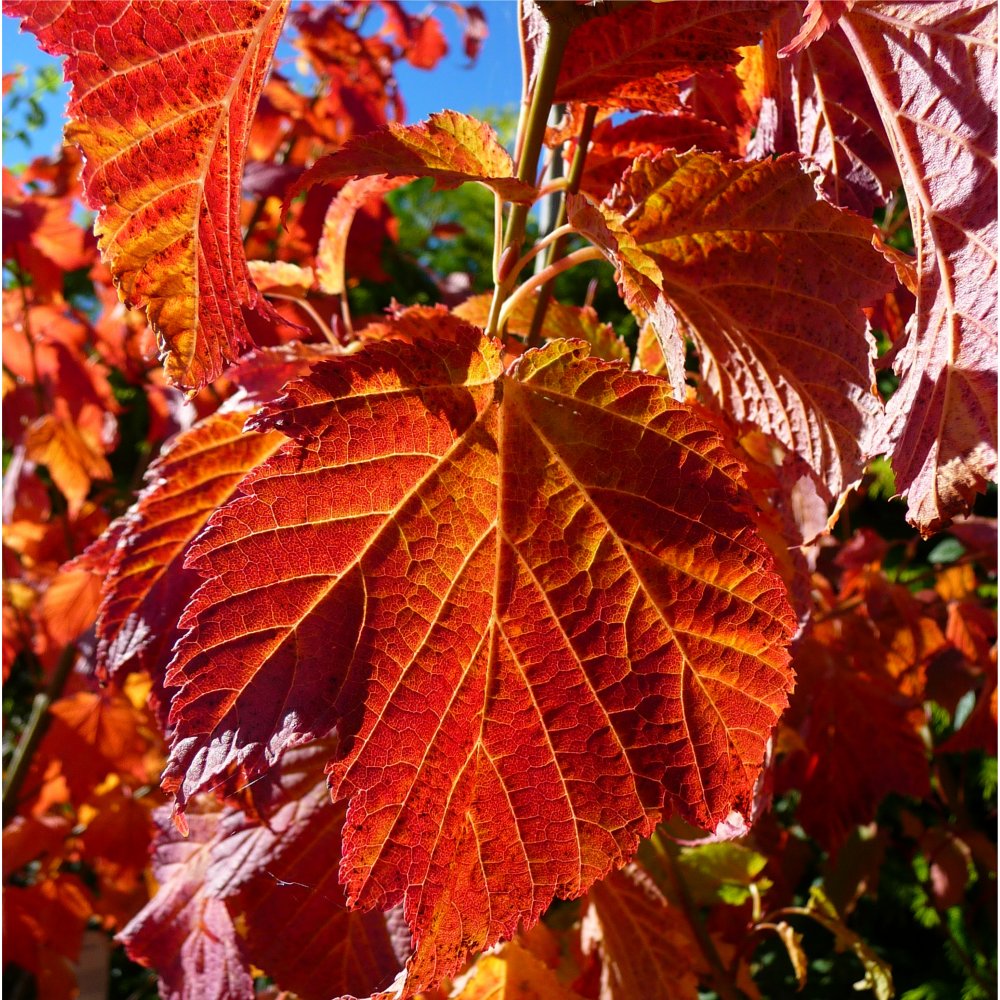 Acer rufinerve Maple tree