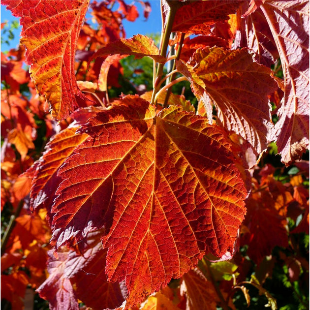 Acer rufinerve Maple tree