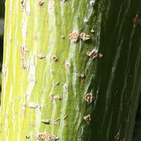 Snake Bark on Acer rufinerve