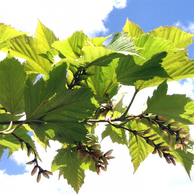 Acer rufinerve