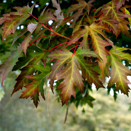 Acer saccharinum Silver Maple