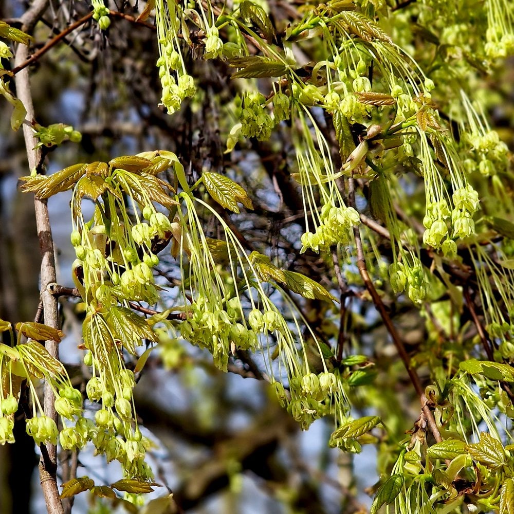 Acer saccharum Sugar Maple